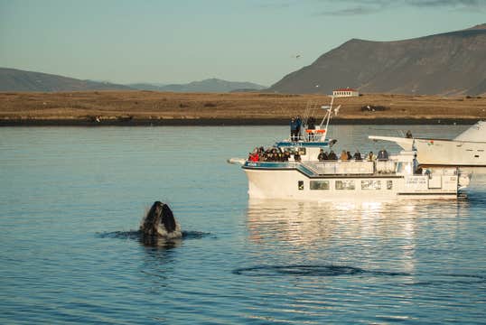 Memorable 6-Hour Horseback Riding and Whale-Watching Tour from Reykjavik