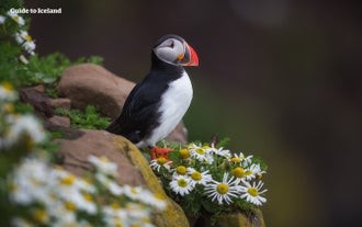 El frailecillo atlántico se distingue por sus plumas negras, grises y blancas, su pico rojo brillante y negro y sus patas de color naranja vivo.