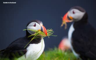De Atlantische papegaaiduiker is een vogelsoort die oorspronkelijk voorkomt in de Atlantische Oceaan en voornamelijk voorkomt in enkele noordelijke landen zoals IJsland.