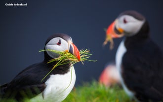Iceland is home to the adorable Atlantic puffin.