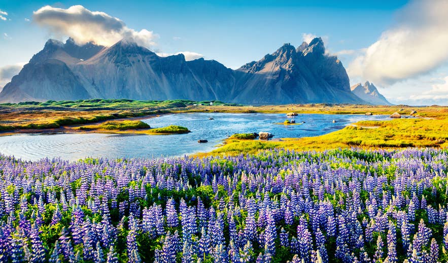 Vestrahorn Mountain and summer lupine fields in Iceland, when June and July give the best weather to visit.