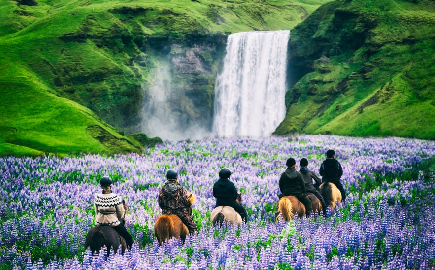 Horseback riders in a lupine field approaching Skogafoss waterfall in South Iceland.