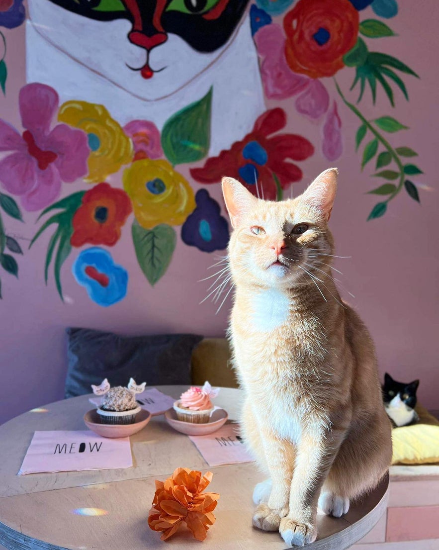 A ginger cat sits on a table with cupcakes at Kattakaffihúsið, Reykjavik’s cozy cat cafe.