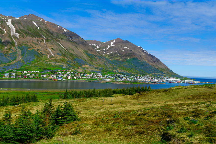 Panoramic summer view of Siglufjörður, Iceland, showing the fjordside town nestled below steep mountains with patches of snow and blooming lupines.