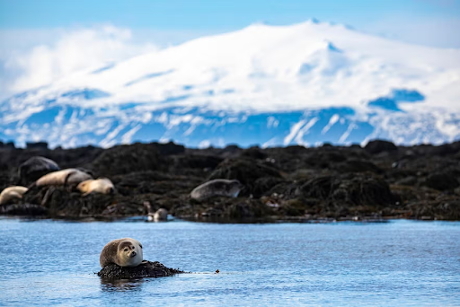 A seal rests on rocks at Ytri Tunga Beach with Snaefellsjokull Glacier in the distance.