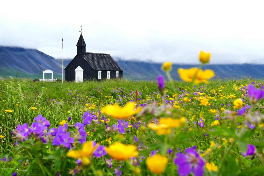 Budir Black Church stands in a field of wildflowers on the Snaefellsnes Peninsula in West Iceland.