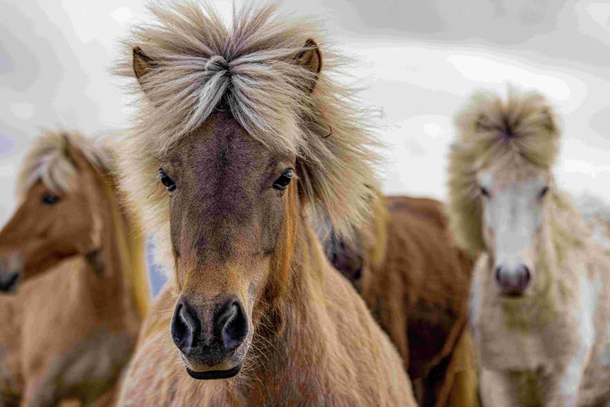 A group of Icelandic horses with long manes faces the camera in a natural setting.