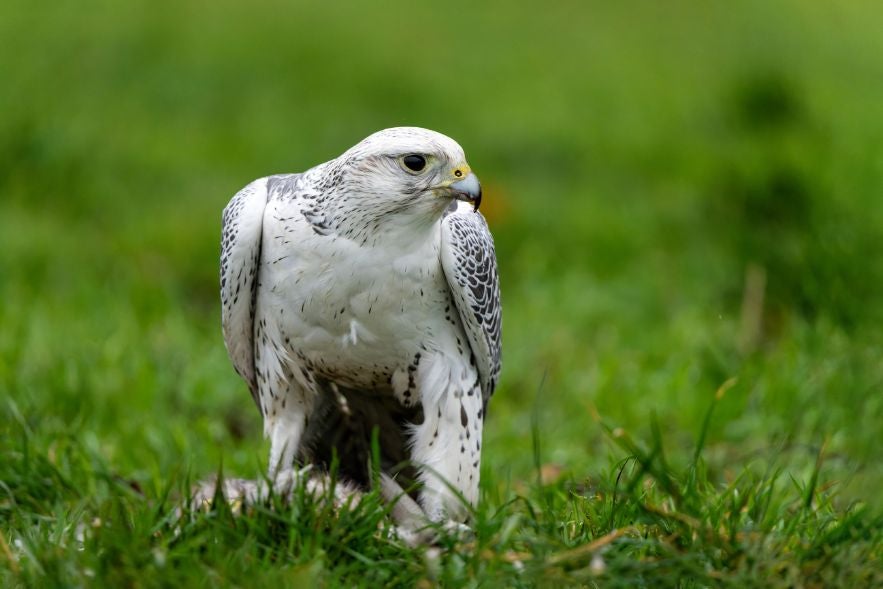 A white gyrfalcon stands on the grass in Iceland and showcases its sharp beak and patterned wings.
