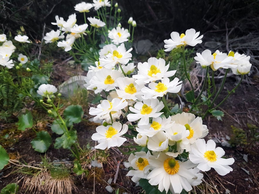 A close-up shows Dryas octopetala (mountain avens), Iceland’s national flower, with white petals and yellow stamens.