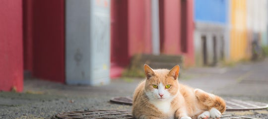 Cats in Iceland 1.jpg
