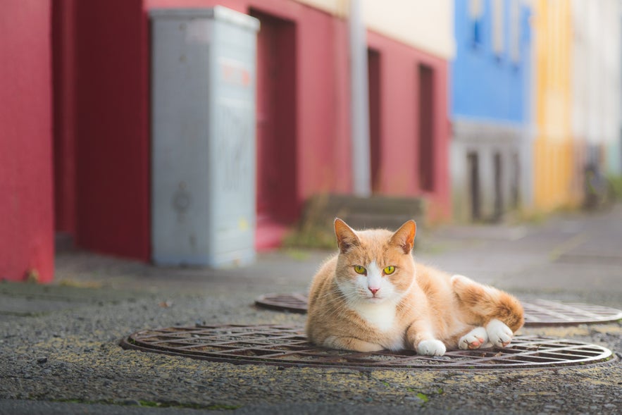 A ginger and white cat lounging on a manhole cover in a quiet street in Reykjavik, Iceland, with colorful buildings and a utility box in the background.