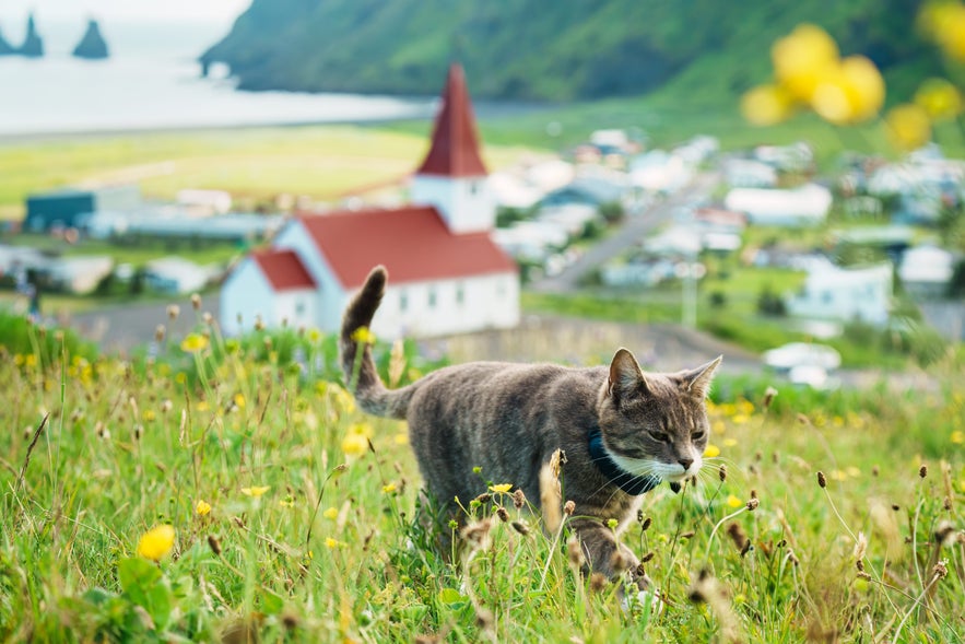 A gray tabby cat walking through a wildflower meadow above the town of Vík, with Reyniskirkja church in the background.