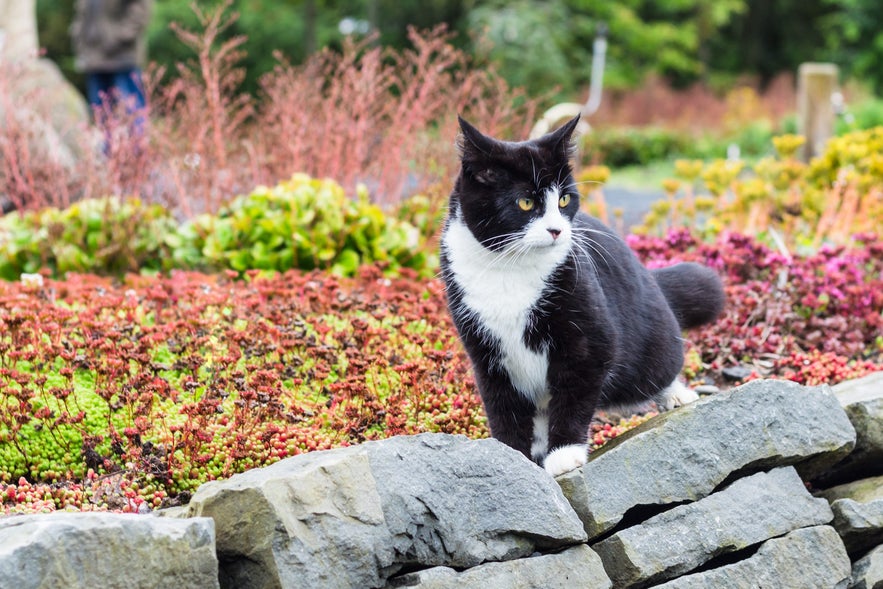 A black and white cat standing alert on a low stone wall in a Reykjavik park.