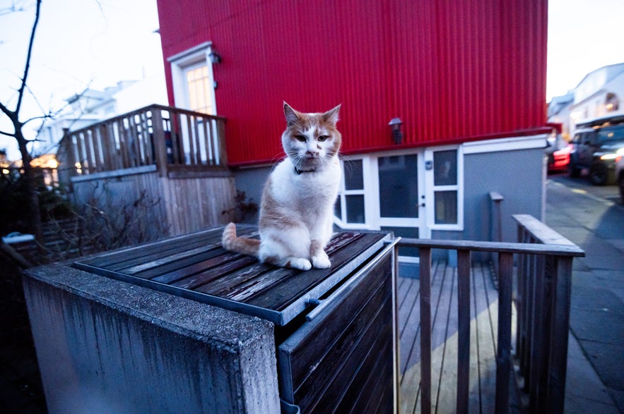 A white and ginger cat sitting on top of a wooden bin enclosure outside a red house in Reykjavik, Iceland.