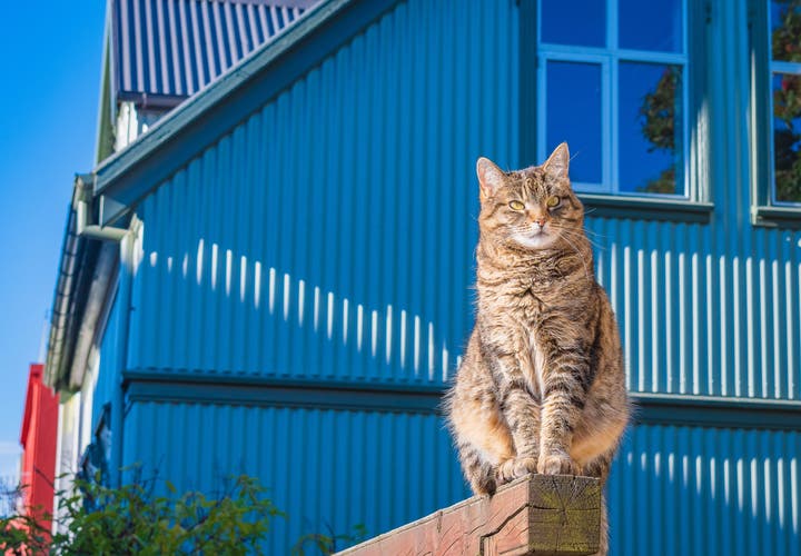 A tabby cat perched confidently on a wooden fence post in Reykjavik.