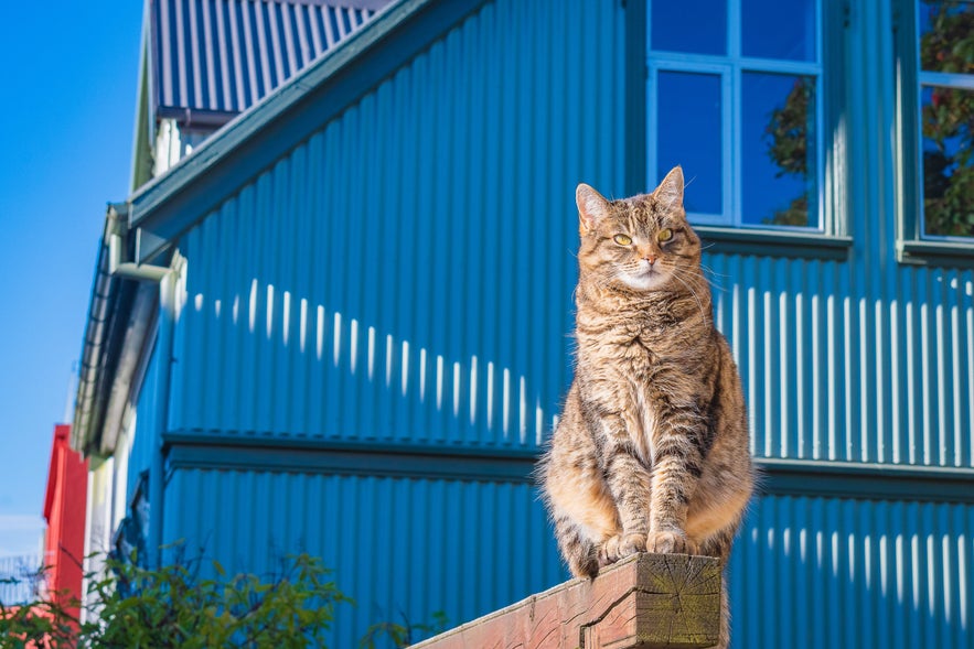 A tabby cat perched confidently on a wooden fence post in Reykjavik.