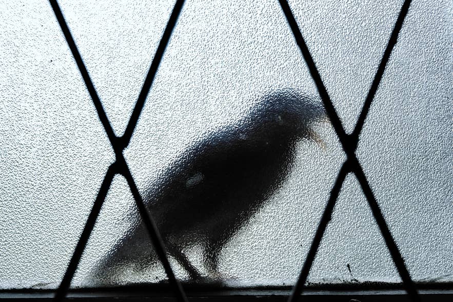 Silhouette of a bird perched outside a textured glass window with black diamond-shaped metal framing, creating a blurred and mysterious appearance.
