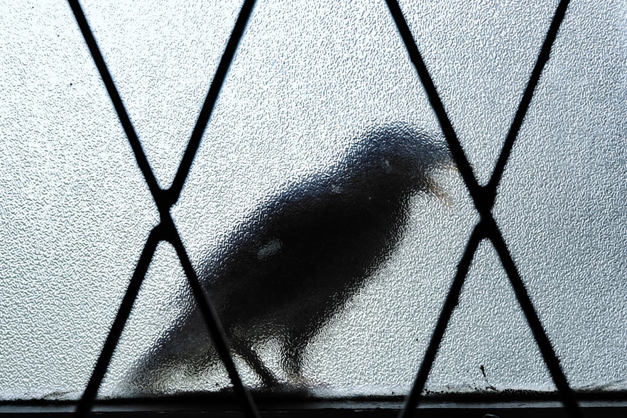 Silhouette of a bird perched outside a textured glass window with black diamond-shaped metal framing, creating a blurred and mysterious appearance.