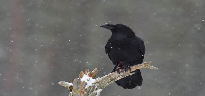 Guide to Icelandic Superstitions and Folk Beliefs
