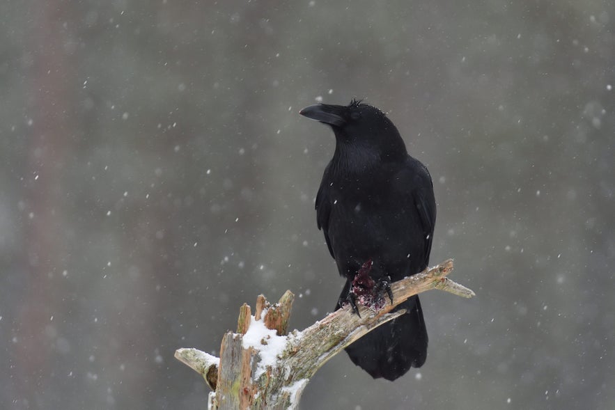 Black raven perched on a snow-covered tree branch during snowfall, with dark gray background and visible prey clutched in its talons.