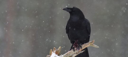 Old Wives' Tales 2.jpg