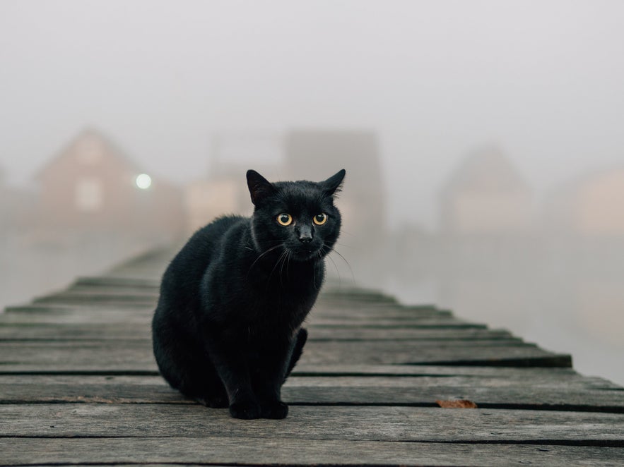 Black cat sitting on a wooden pier with a foggy background, surrounded by blurred silhouettes of houses across the water.
