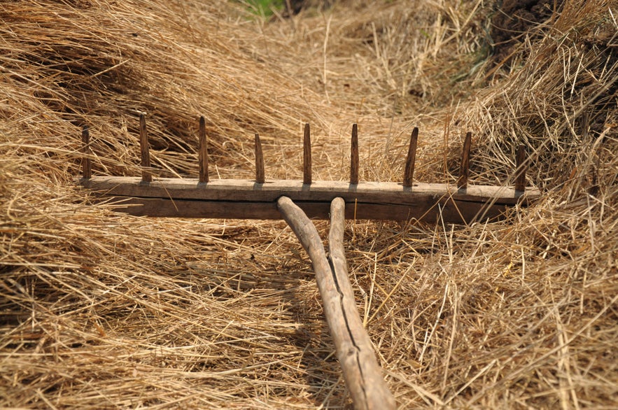 Old wooden rake with upward-pointing tines resting on dry straw in a harvested field, symbolizing traditional farming practices.
