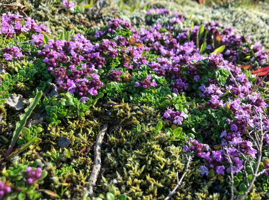 Close-up of blooming wild Arctic thyme (Thymus praecox) with clusters of small purple flowers and dense green foliage, spreading over mossy ground in Iceland’s tundra.