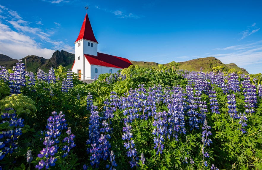 White church with a red roof and steeple in Vík, Iceland, surrounded by blooming purple lupines under a bright blue summer sky with green hills in the background.