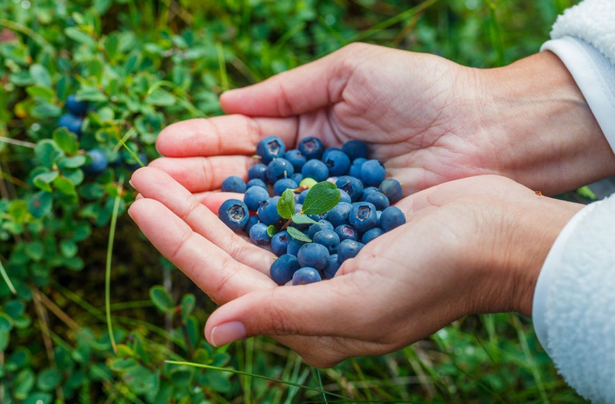 Freshly picked Icelandic blueberries cradled in cupped hands, with green foliage in the background.