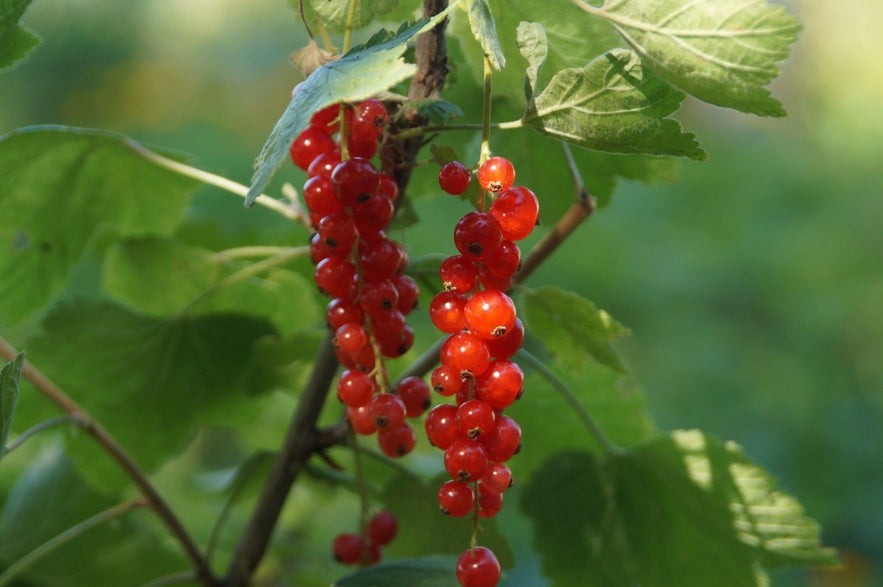 Bright red clusters of ripe redcurrants (Ribes rubrum) hanging from leafy branches in Icelandic summer sunlight.