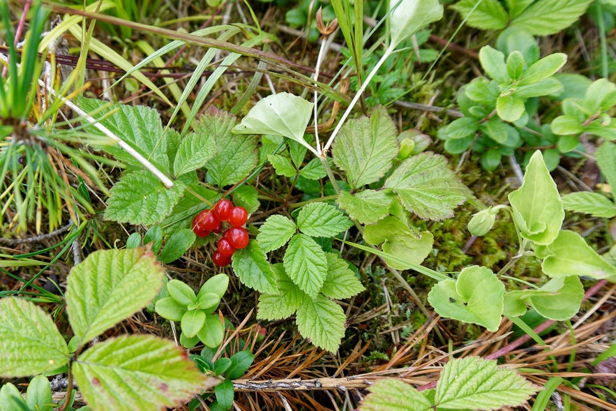 Cluster of bright red stone brambleberries (Rubus saxatilis) nestled among green serrated leaves on a mossy Icelandic forest floor.