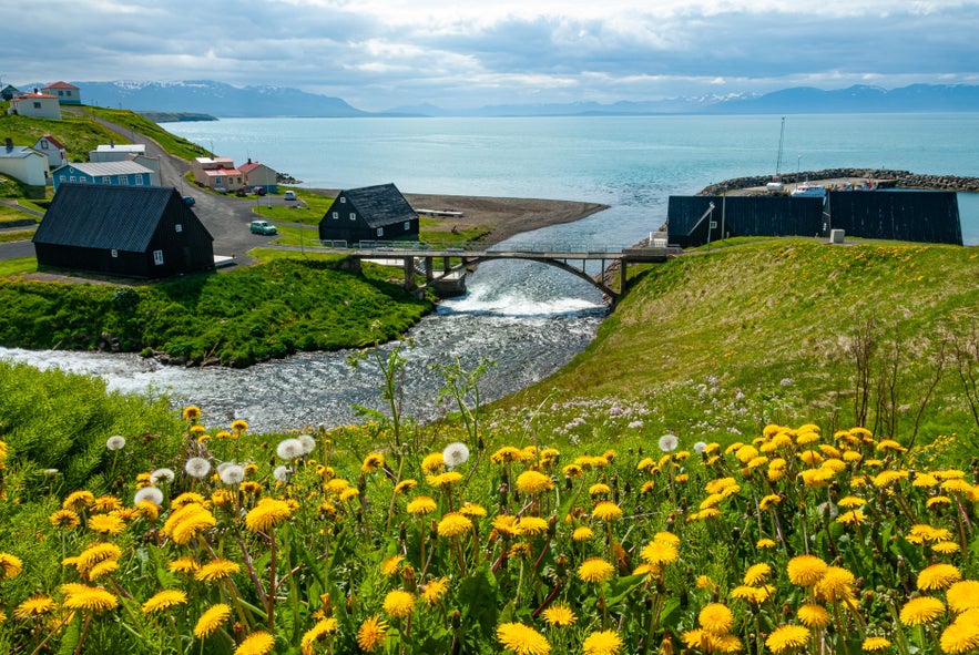 Bright yellow dandelions in full bloom on a grassy hillside, overlooking a scenic Icelandic coastal village with traditional black houses, a small bridge over a stream, and calm blue fjord waters surrounded by distant snow-capped mountains.