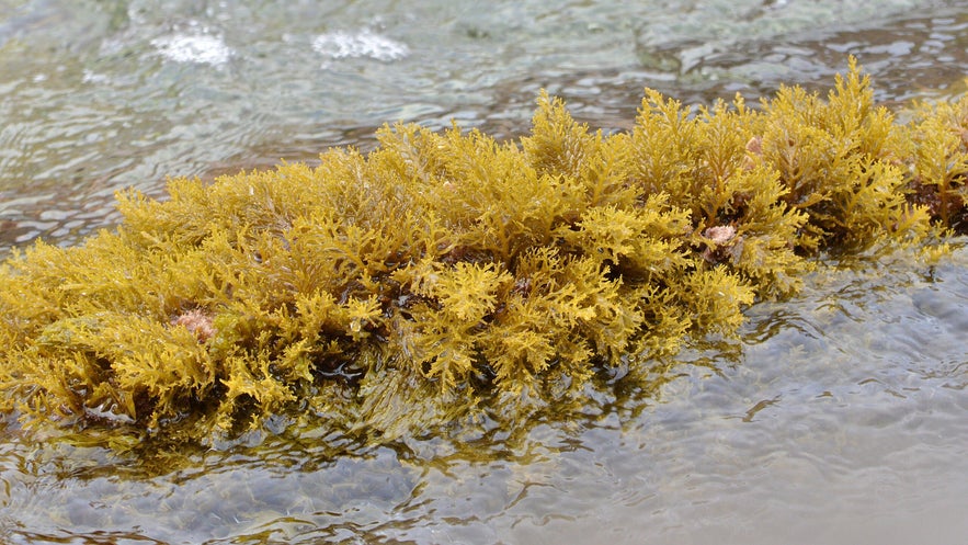 Brown algea seaweed with fine, tufted fronds clings to a rock in a shallow coastal tidepool.