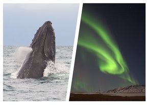 In questo fantastico tour di sei ore da Akureyri potrete praticare due attività emozionanti, il whale whatching e la ricerca all'aurora boreale