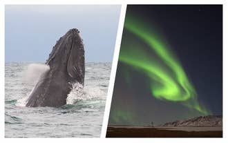 Vous profiterez de deux activités passionnantes, l'observation des baleines et la chasse aux aurores boréales, lors de cette fantastique excursion de six heures au départ d'Akureyri.