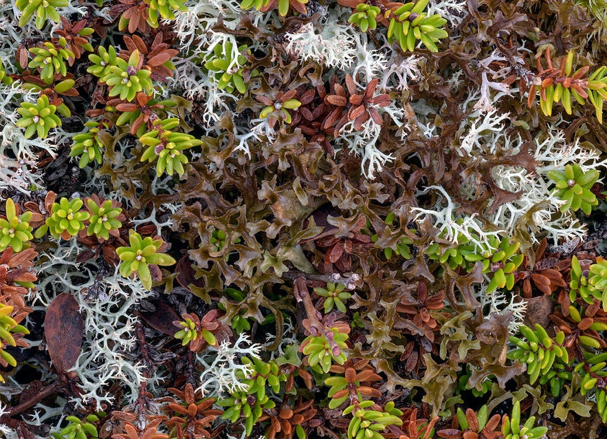 Close-up of Iceland moss (Cetraria islandica) growing among a diverse mix of lichens and small arctic plants in a tundra ecosystem.