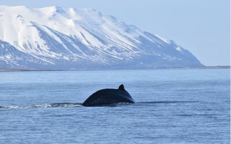 Во время этого зимнего тура по наблюдению за китами и северным сиянием вы сможете увидеть белух, короткоголовых дельфинов, морских свиней и, возможно, даже больших китов.