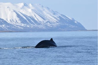 Во время этого зимнего тура по наблюдению за китами и северным сиянием вы сможете увидеть белух, короткоголовых дельфинов, морских свиней и, возможно, даже больших китов.