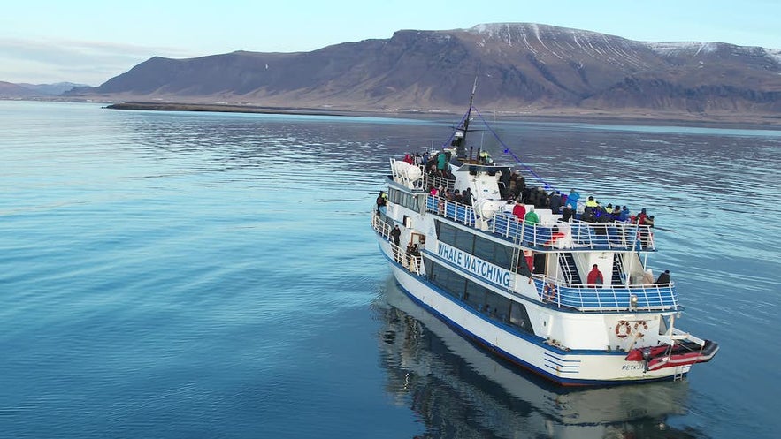 A boat departs from Reykjavik Harbor on a whale-watching tour.