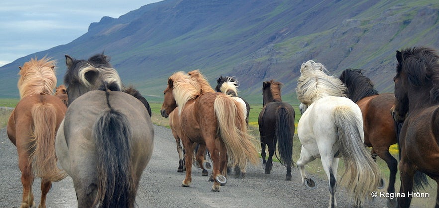 Grettir the Strong and Grettisbæli Lair in Hítardalur Valley in West Iceland