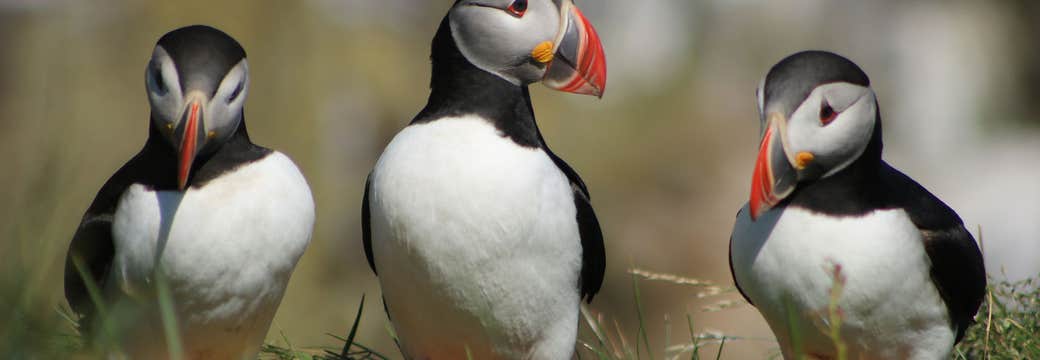 Private Whale and Puffin Tour with Transfer from Akureyri