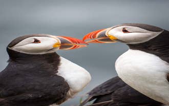 From the Reynisfjara black sand beach, visitors can climb nearby cliffs to see nesting puffins during summer months.