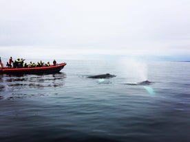 2-timers lundefugl- og hvalsafari i liten gruppe fra Husavik