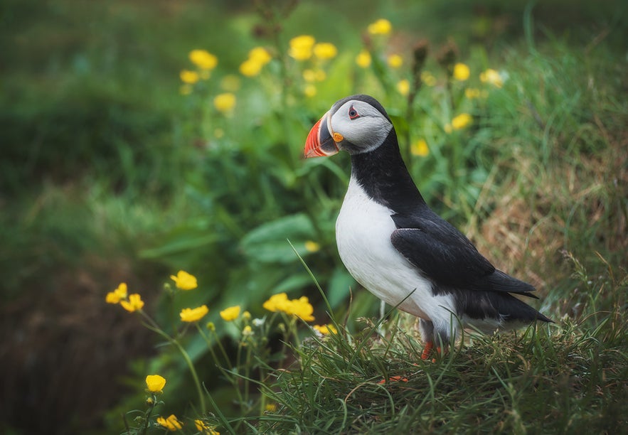 Papageientaucher an den Klippen von Island