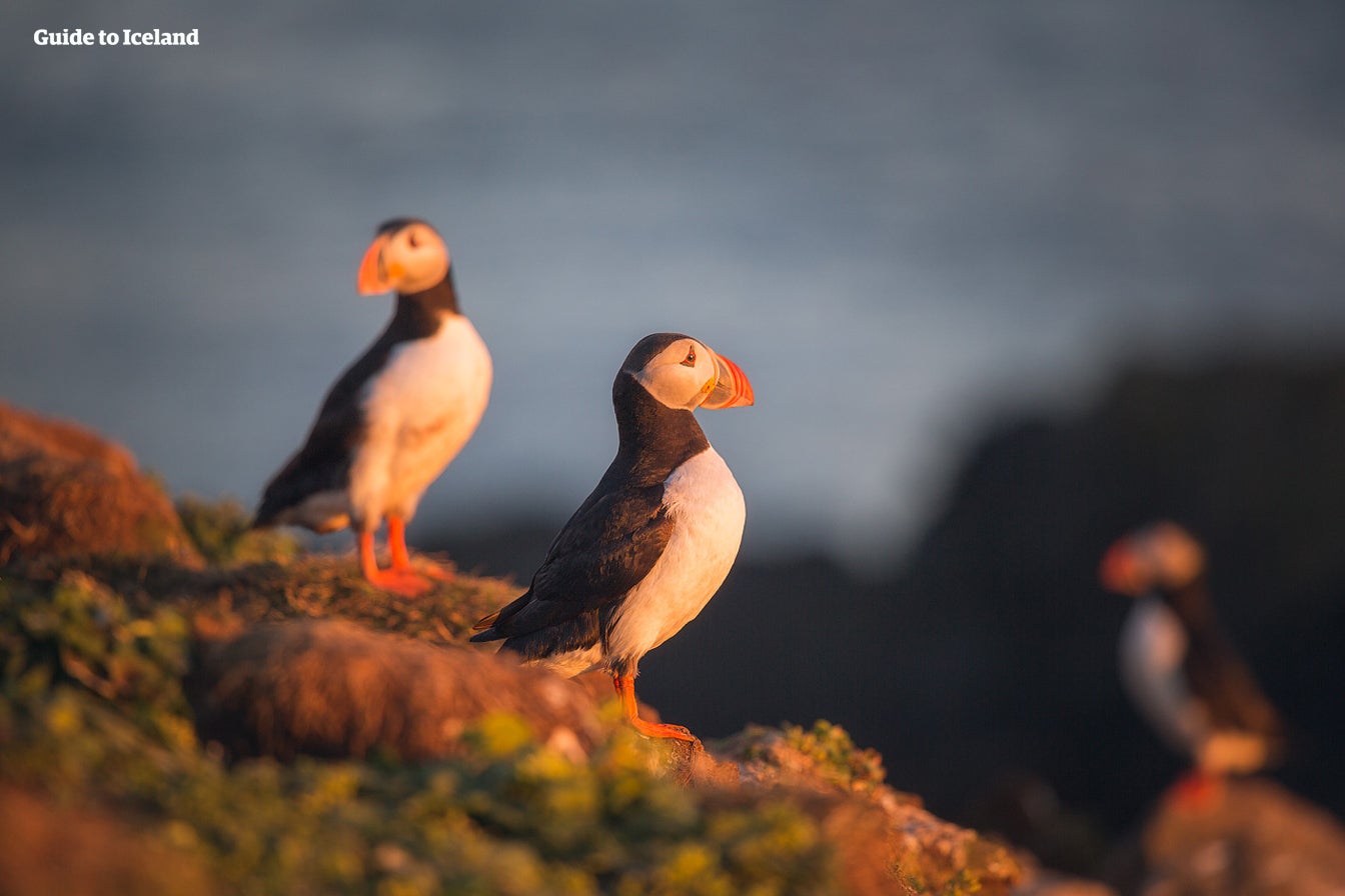 A lifelong pair of puffins enjoy the sunshine in Iceland.