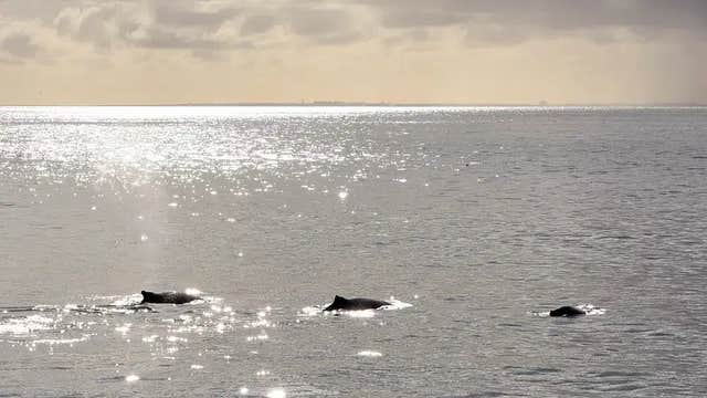 Amazing 2-Hour Small-Group Whale Watching Tour Under the Midnight Sun in RIB Boat