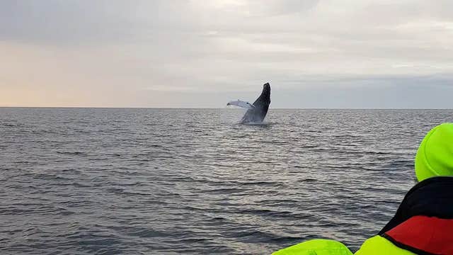 Amazing 2-Hour Small-Group Whale Watching Tour Under the Midnight Sun in RIB Boat
