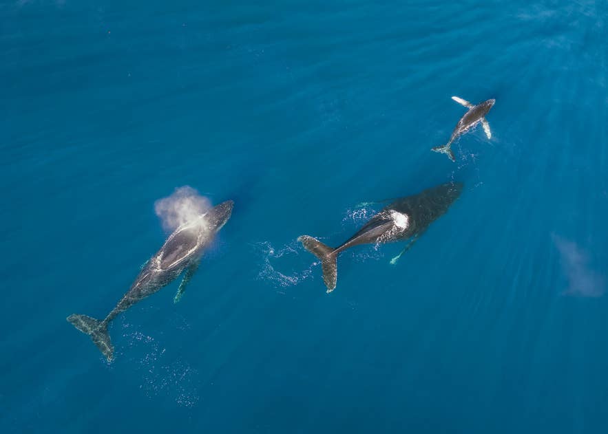 Flygfoto över tre knölvalar som simmar i kristallklart blått vatten utanför Islands kust under valsäsongen.