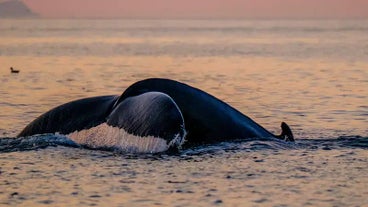 Una megattera alza la coda in acqua in Islanda